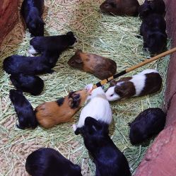 -Zoolung Zoolung动物主题公园(海信广场店)