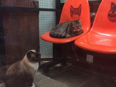 -猫咪博物馆(顶澳仔猫街店)