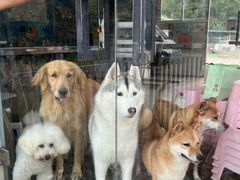 -趣多多宠物公园·宠物训犬学校·宠物寄养