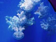 -海合安武汉极地海洋公园