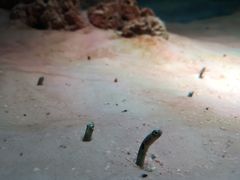 -暹罗海洋世界