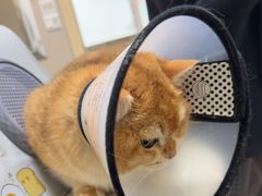 -瑞鹏宠物医院·普外科·影像科·皮肤科(城市山谷分院)