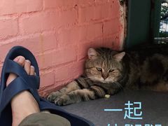 -喵屿·大理花园猫咖