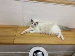 -李小姐の猫咖啡馆(五角场店)