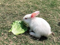 -前小桔亲子创意农场·草莓采摘·露营烧烤