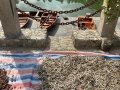 辣椒小鱼干-瑶河山里菜