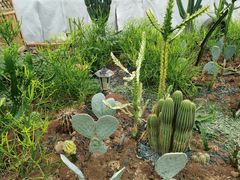 -海上花岛玫瑰园采摘