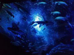 -成都浩海立方海洋公园