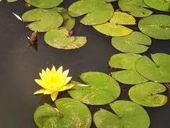 -滕州微山湖红荷湿地景区