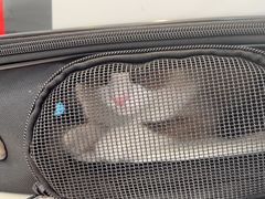 -爱诺动物医院(崂山店)