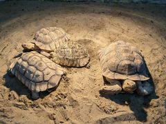 -上海昆虫博物馆