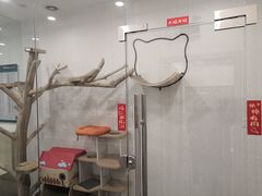 -凯特喵百思猫专科医院