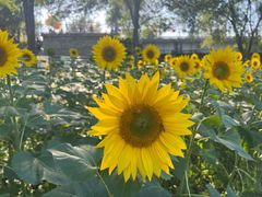 -长白岛森林公园