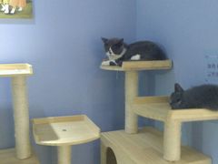 -喵的天空名猫咖啡馆·撸猫·猫舍·用品