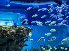 -海合安武汉极地海洋公园