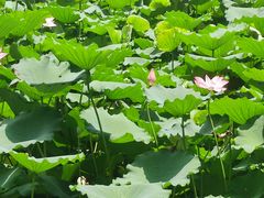 -荔湾湖公园