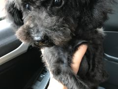 -瑞派福兴宠物医院犬猫全科·骨科·中西医结合(河东店)