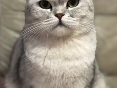 -猫宠乐园·专业洗护
