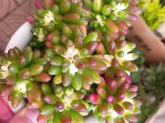 -长宁东道花卉宠物市场