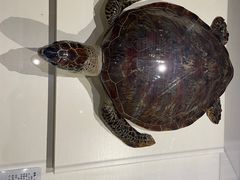 -青岛贝壳博物馆