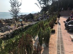 -广东惠东海龟国家级自然保护区