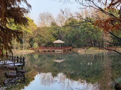 -上海滨江森林公园