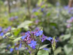 -广西壮族自治区药用植物园