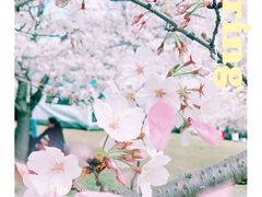 -顾村公园