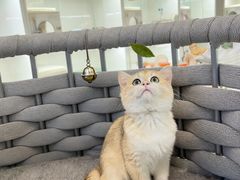 -lincat·猫舍(广州店)