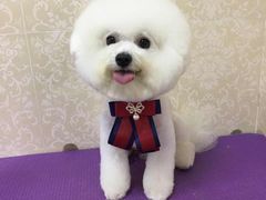 -乐琪宠物(青塔西路店)