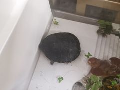 -中环花鸟鱼虫市场
