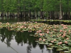 -白鹭湾湿地公园