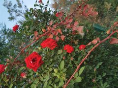 -永定河休闲森林公园