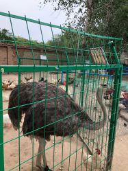 -上美四季动物农场