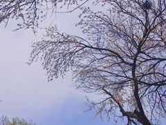 -鸡鸣寺