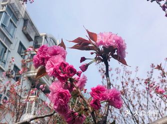 顺带去了樱花园。去的时候樱花还没完全绽放
