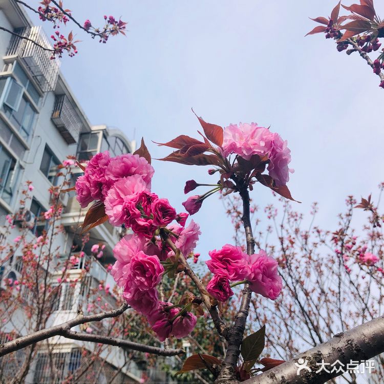 顺带去了樱花园。去的时候樱花还没完全绽放