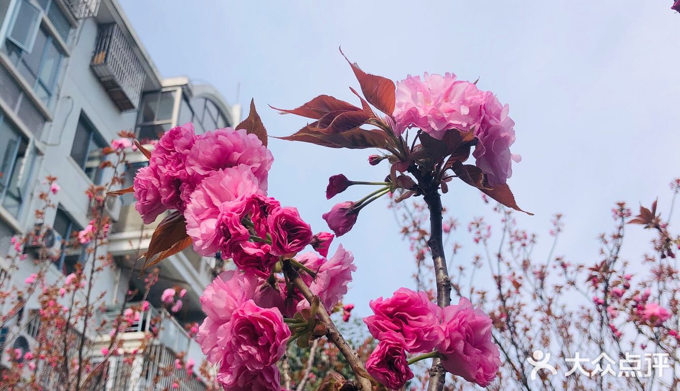 顺带去了樱花园。去的时候樱花还没完全绽放