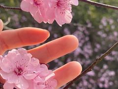 -八大山人梅湖景区