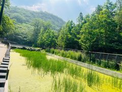 -白水寺森林公园