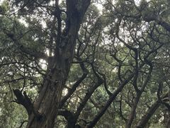 -七曲山风景区