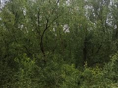 -崖口红树林海鲜餐厅