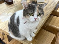 -蚌精BangGem·手工DIY(园区店)