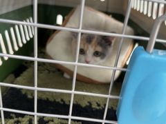 -佳雯宠物医院·皮肤科·内外科(春晓路分院)