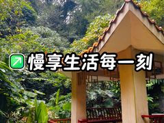 -银湖山郊野公园-相思林
