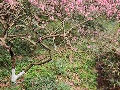 -杭州植物园