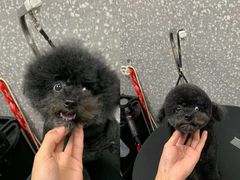 -宠物家(角门东店)