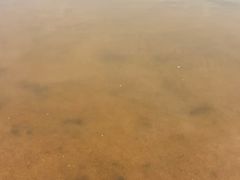 -碧海金沙