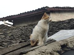 -磁器口古镇