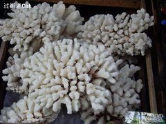 -清平路水族市场